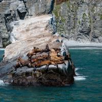 колония морских львов